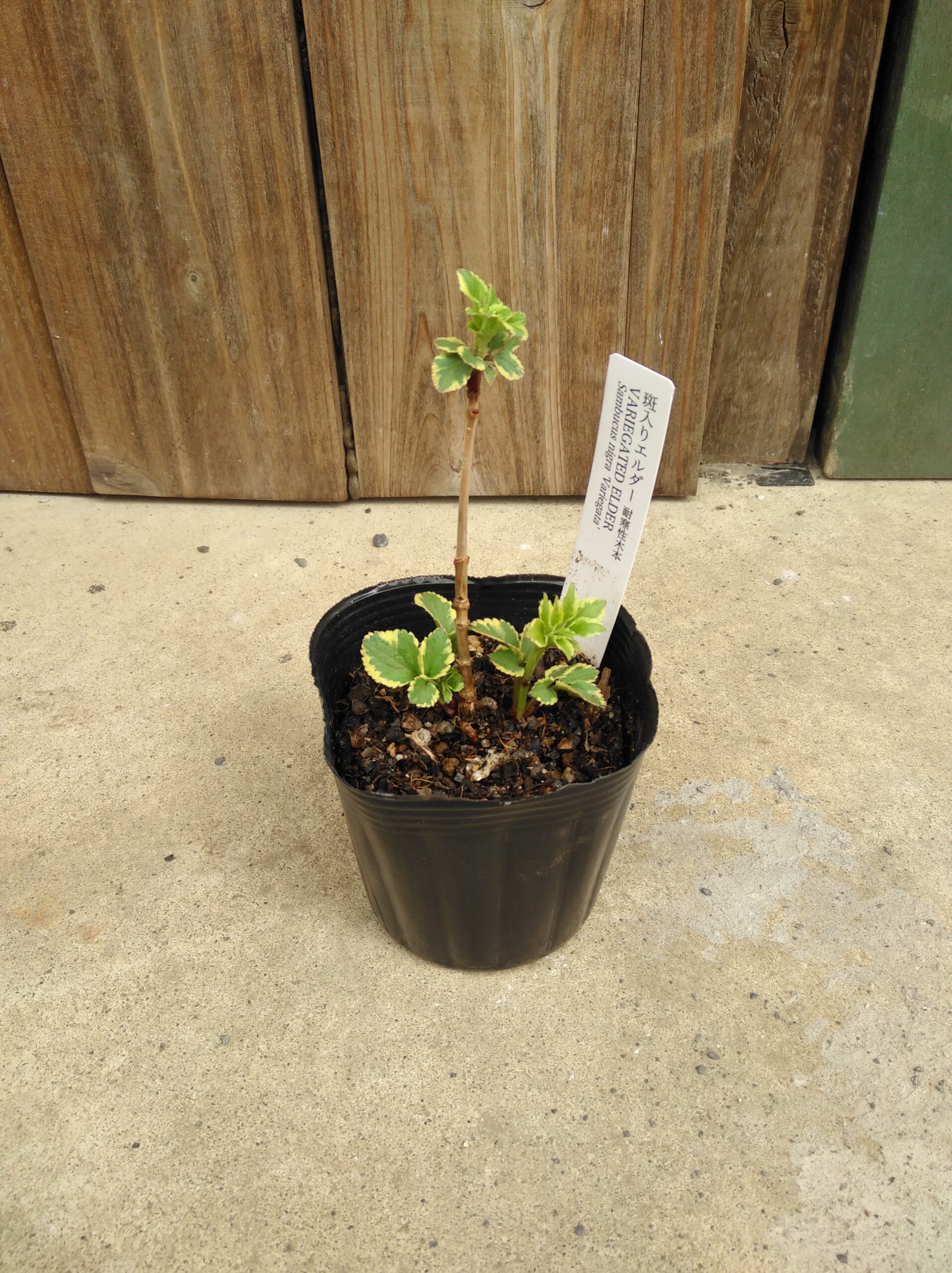 斑入りのエルダーフラワー（西洋ニワトコ）の苗の植え付けからの成長の記録