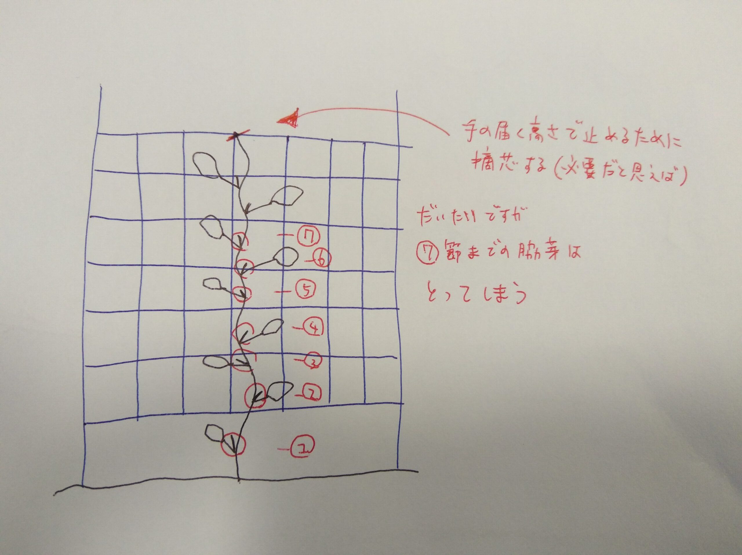 ミニキュウリとコクうまの２品種のきゅうりを苗から育てた記録