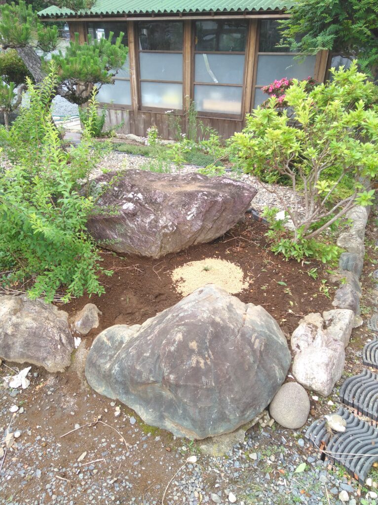 アカシア デアネイ ティーンズワトル の成長記録