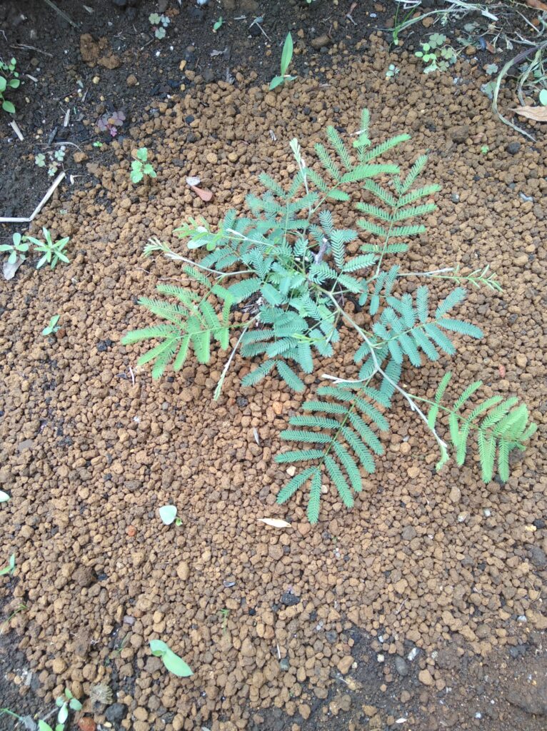 アカシア デアネイ ティーンズワトル の成長記録